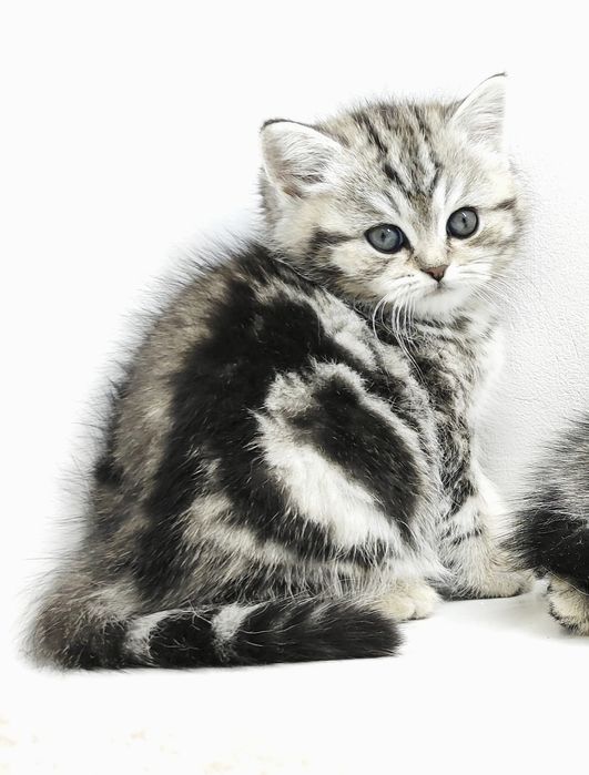 ОчаРоваШки КотикИ _ ШотлАндСкиЕ