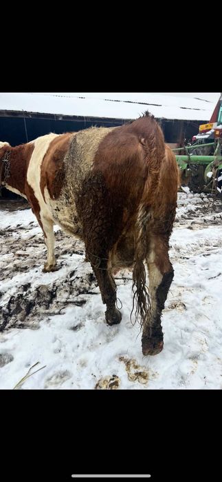 Vând vaca bălțată romanesca