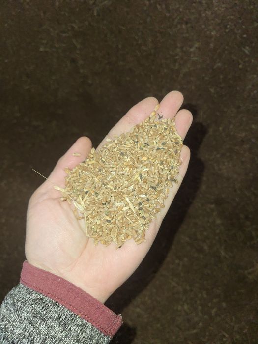 Бидай жергілікті.  Пшеница местная,  южная.