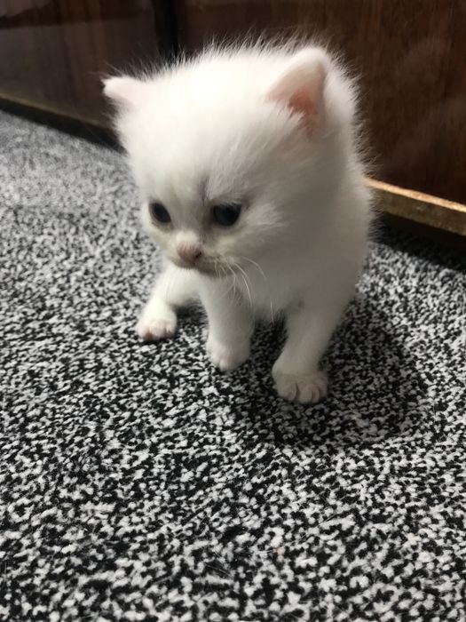 Породистые котят