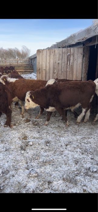 Продам белоголовых бычков 55 голов