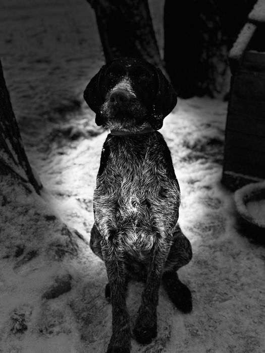 Дратхар рабочий)