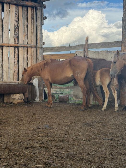 Продам 2 Кобылы с жеребёнком