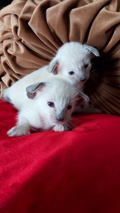 ВОСТОЧНЫЕ кошки. Ориентальные,-  котята