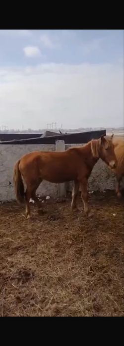 Продам Байтал Лошадь