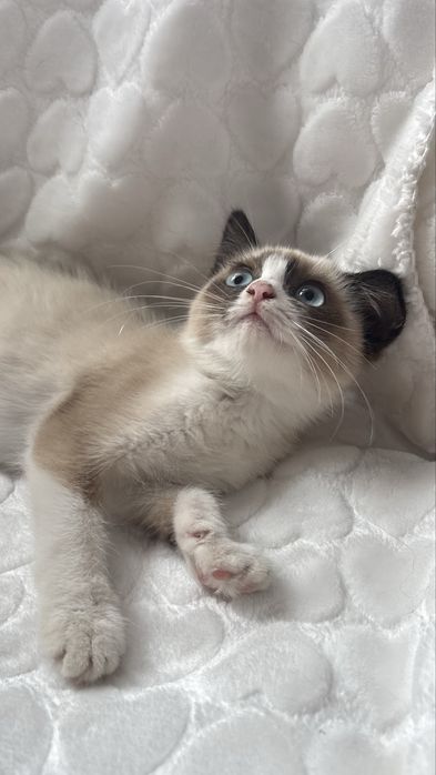 Котенок девчока ищет дом