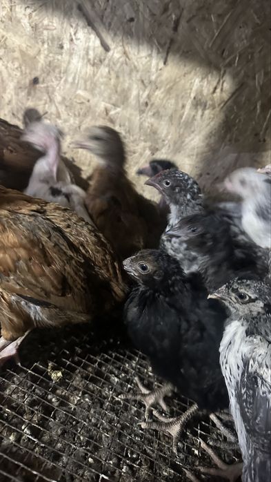 Цыплята месячные