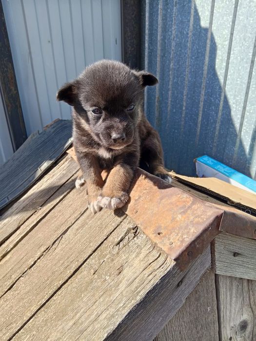 Отдам щеночка в добрые руки