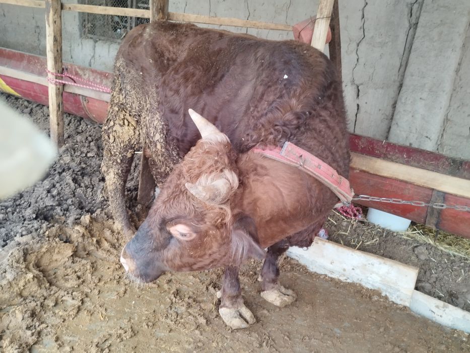 2 диш укиз емланиб дурипди