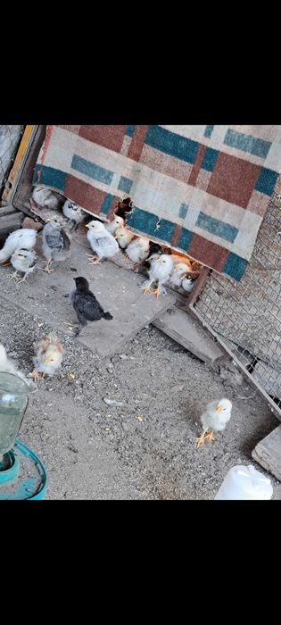 продам цыплят домашних