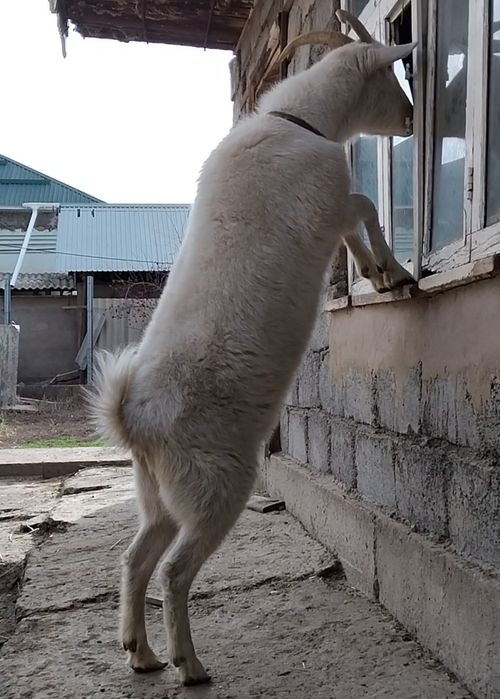 Занен буаз ешкі сатылады