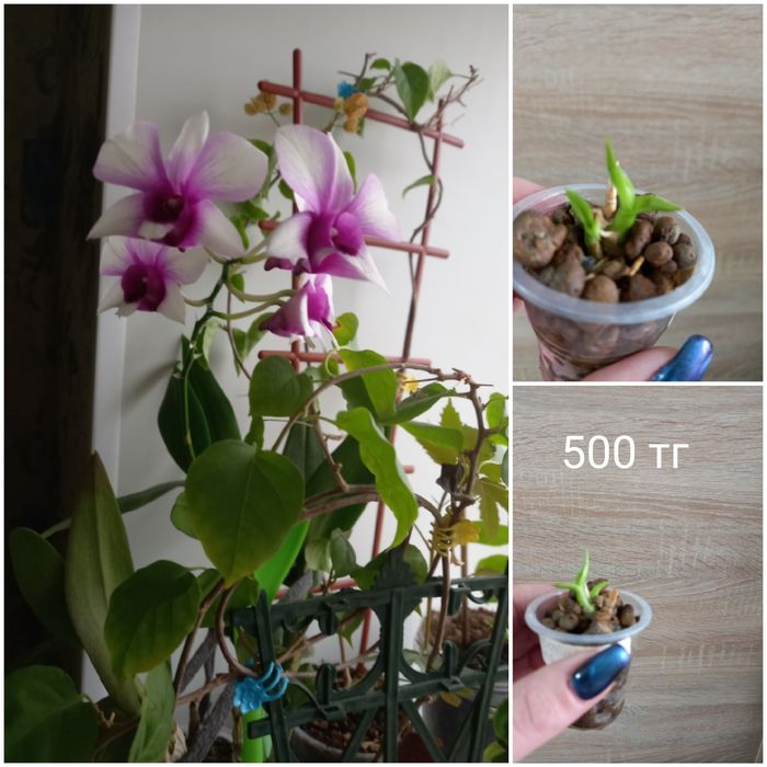 Цветочки для дома и офиса