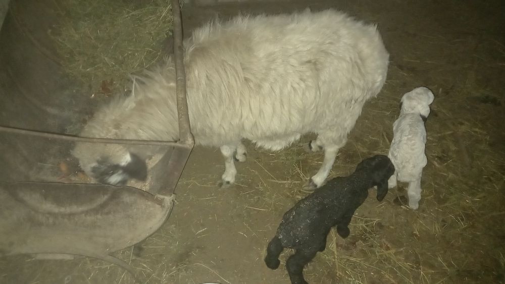 Egiz bolali quy sotiladi