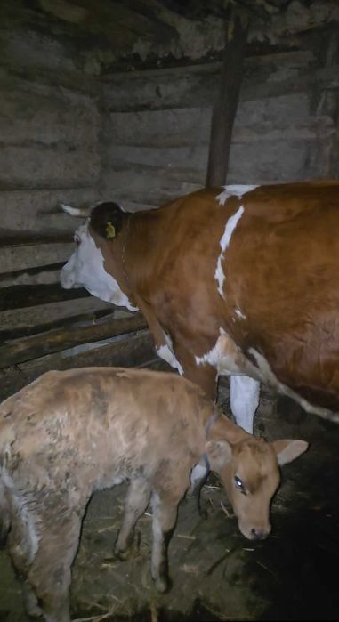 Vacă de vnzare cu vitică de 2 săptămâni merită văzut