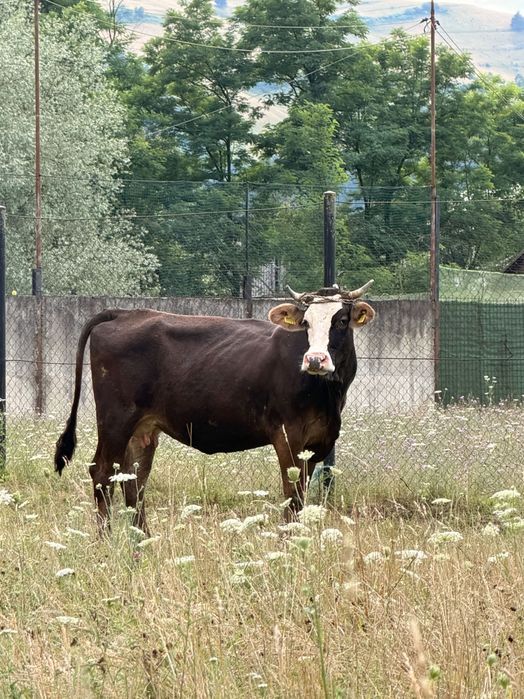 Vaci de vânzare