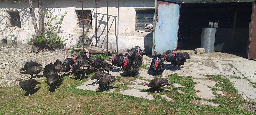 Индюки индюшки 17.000