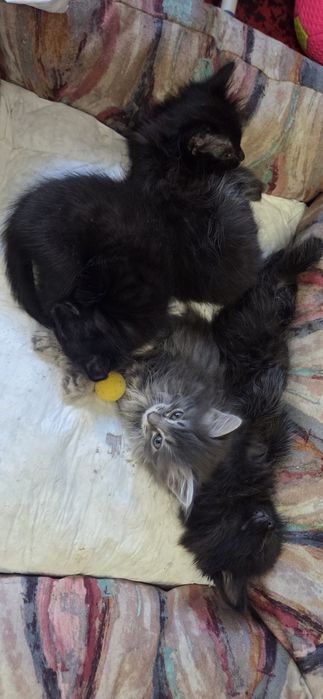 Милые котята ищут дом