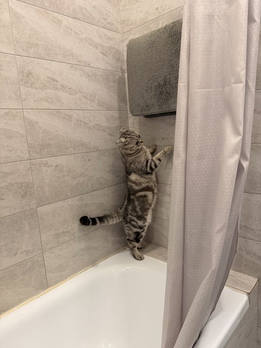 Шотландец вислоухий Кот