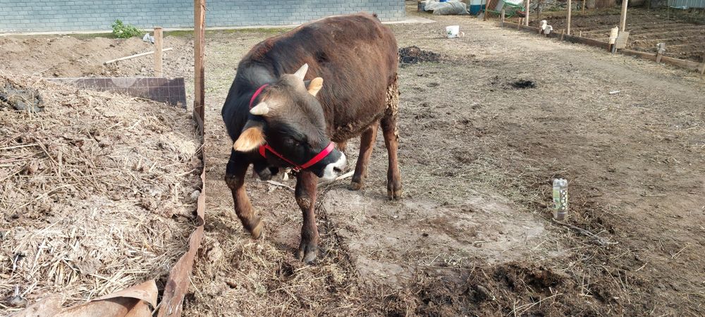 Алатауский бычок 11 месяц