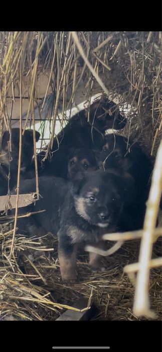 Donez cățeluși găsiți abandonați