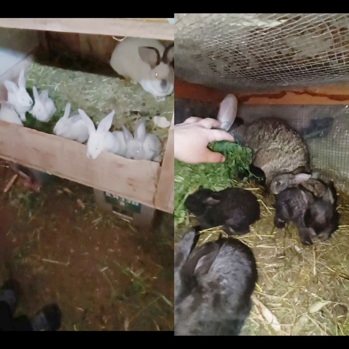 Iepuri rasa uriaș german și Transilvania