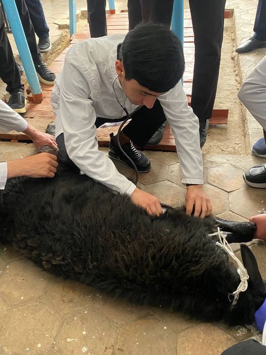 Veterinariya xizmati ветеринария хизмати Хадамоти ветеринарӣ