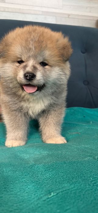 Щенки акита-ину, мальчики