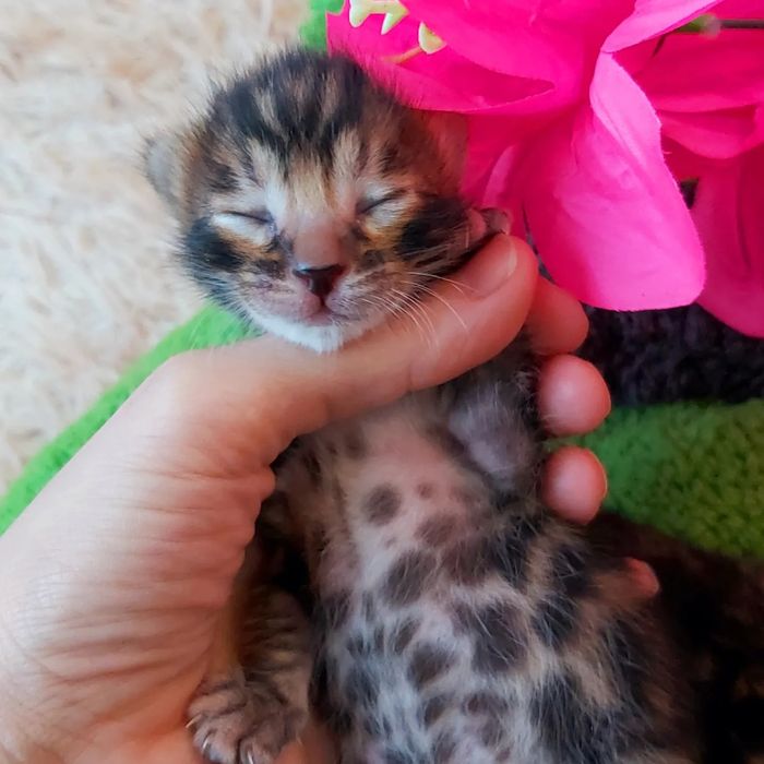 Бенгальские РОСКОШНЫЕ  Котята!
