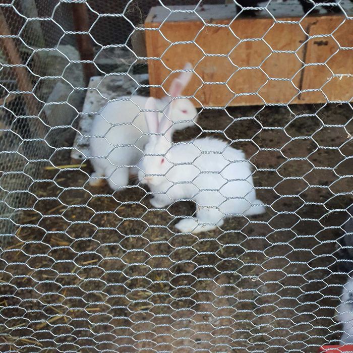 iepurași de vânzare