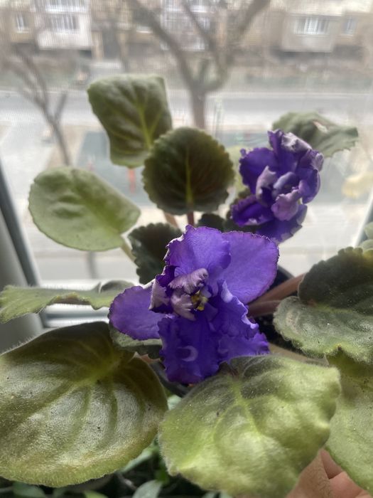 Цветы комнатные в подарок