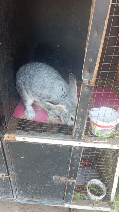 Продаю кролика шиншилла самец