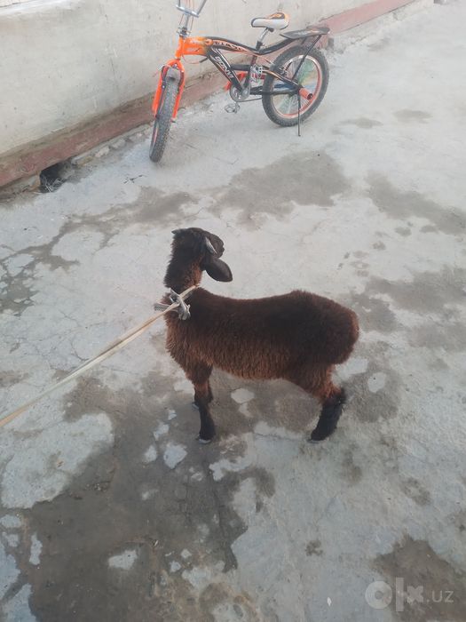 Qazoqi  q6chqorbarra  sotiladi