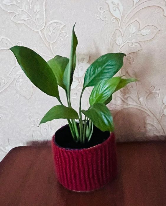 Спатифиллум /женское счастье