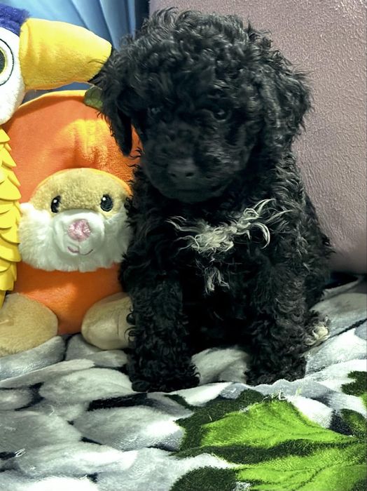 Пудел мини Момиче