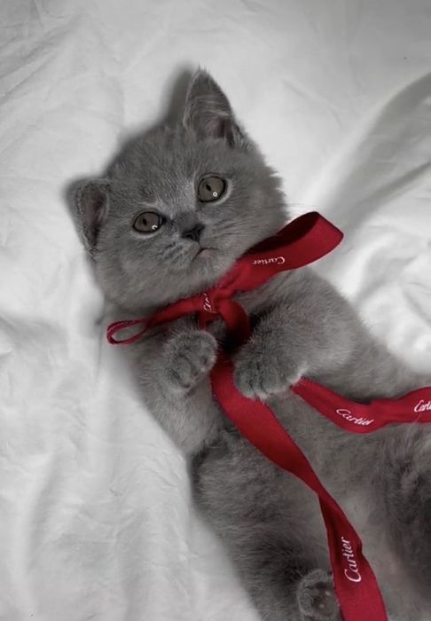 Продам британские котят