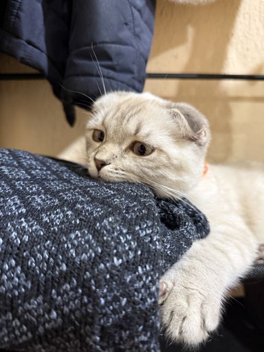 Кошка, Шотландский вислоухий