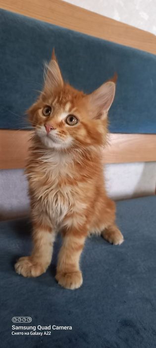 Продам котенка мейн кун