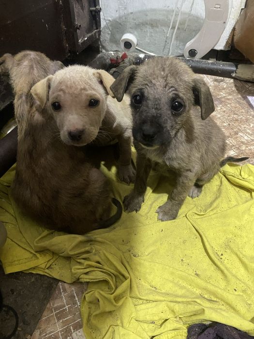 Брошеные щенята с улицы