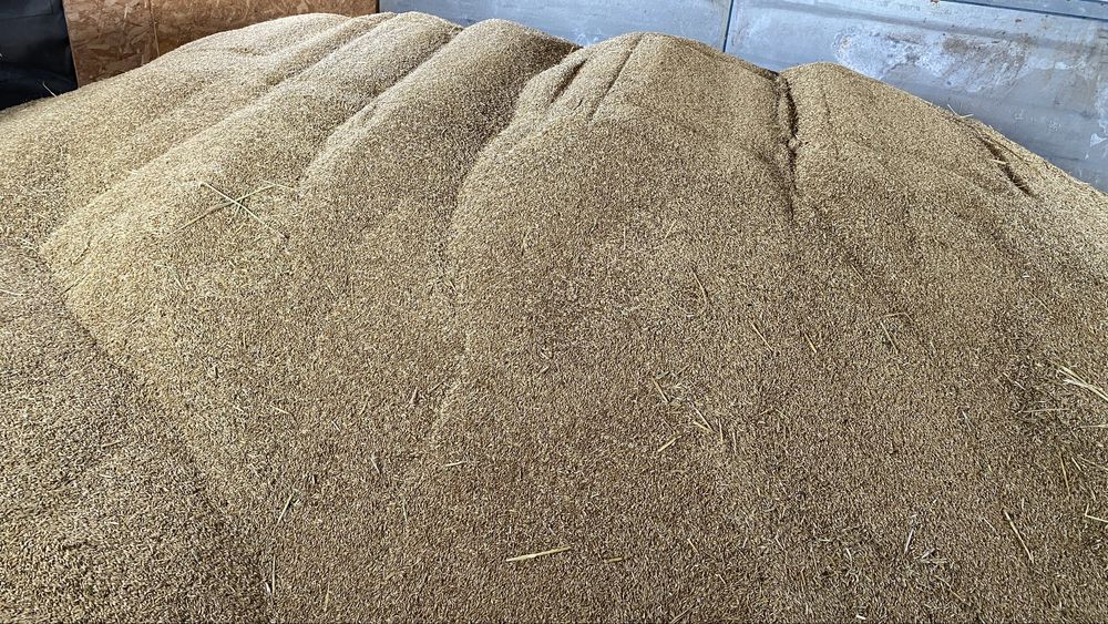 Orz de vânzare-Producție 2025