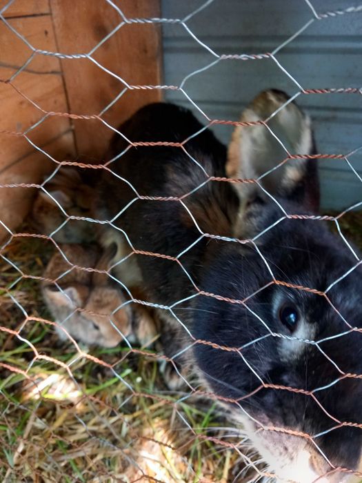 4 iepuri,1 mascul și o femelă berbec german,și două gemene !