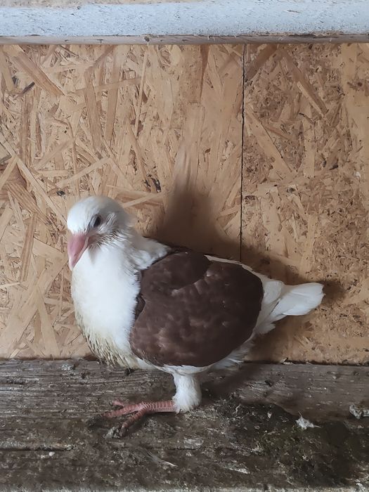 Porumbei voiajori căpăciți