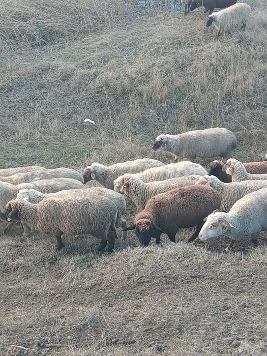 Oi de vanzare 59 de oi