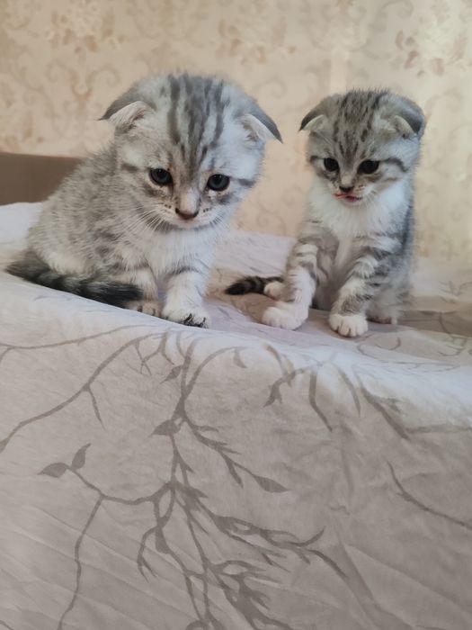 Вислоухие котята