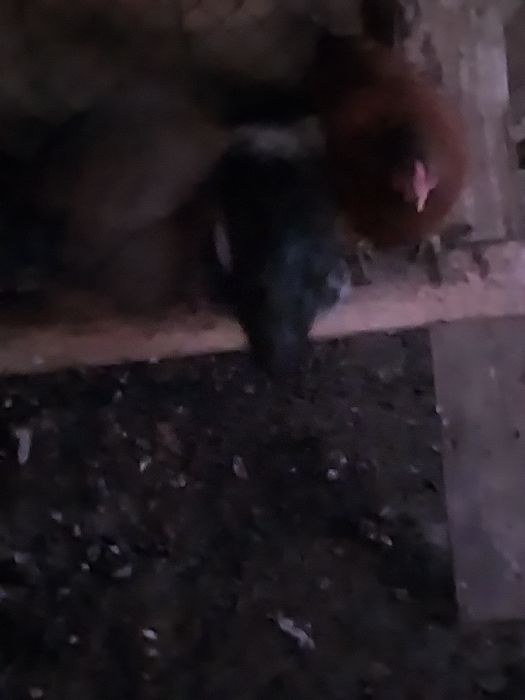 Продам курей хороших