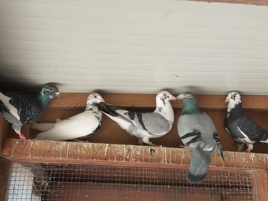 Porumbei  voiajori  pestriți și pagi