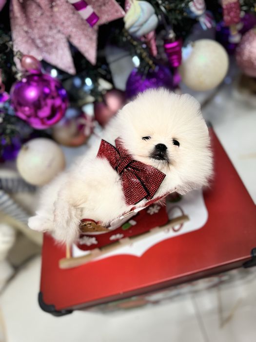 Pomeranian Bear Type