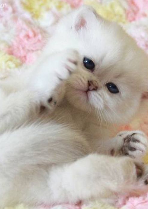 Шиншиллы Британские серебро