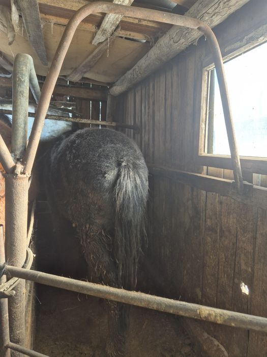 Продам на выбор 2 лошади