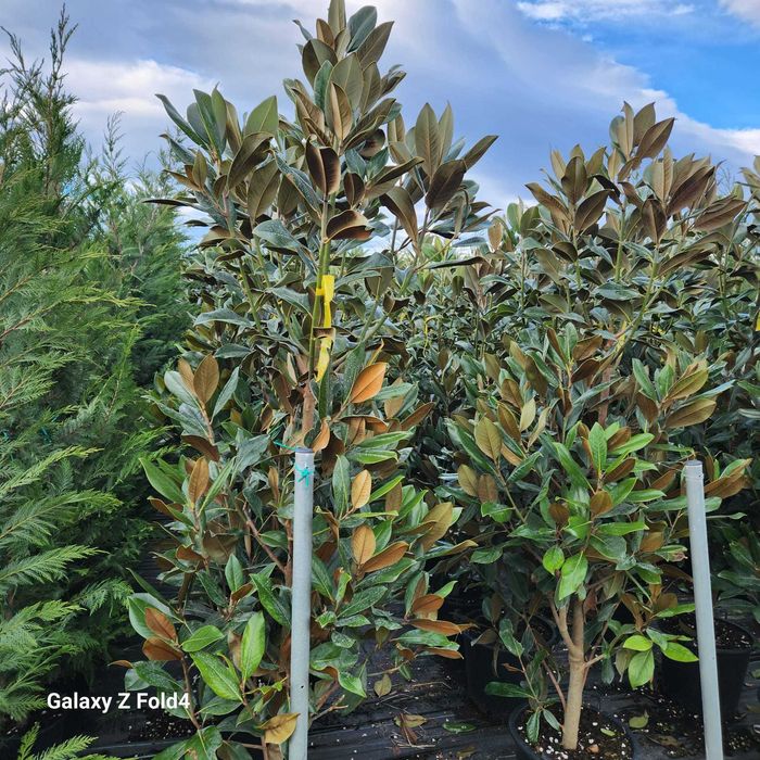 Magnolia grandiflora flori mari parfumate livrare in toata tara