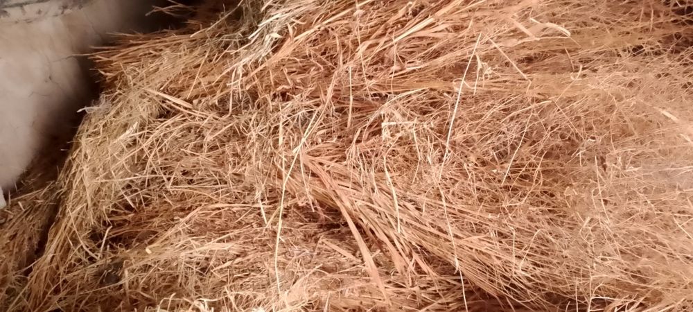 Dagʻal xashak chorva mollari uchun xas !